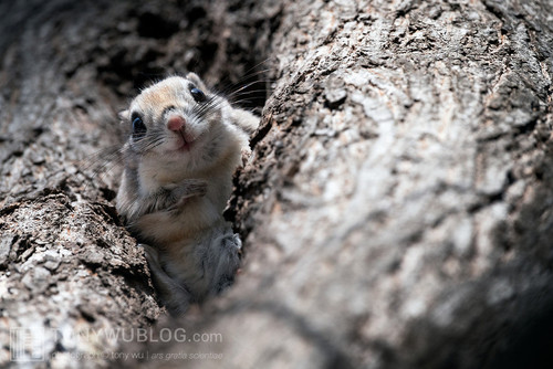 japanese flying squirrel pteromys volans orii 202103 3688