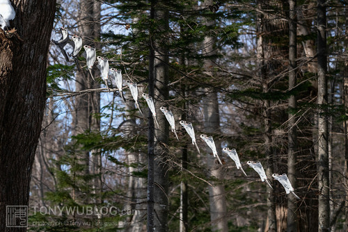 pteromys volans orii flying squirrel japan 202202 01458 70.jpg
