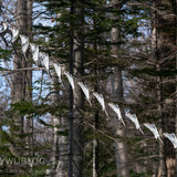 pteromys volans orii flying squirrel japan 202202 01458 70