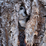 pteromys volans orii flying squirrel defecating japan 202103 4180.jpg