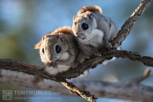 japanese flying squirrel pteromys volans orii 202103 0881