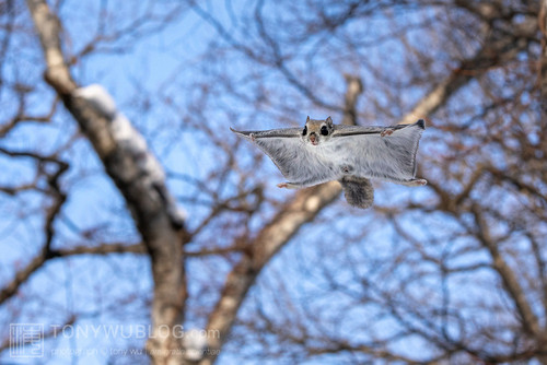 pteromys volans orii flying squirrel japan 202202 08015