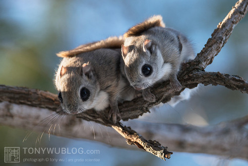 japanese flying squirrel pteromys volans orii 202103 0889