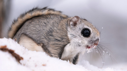 pteromys volans orii flying squirrel japan 202202 07322