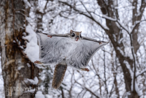 pteromys volans orii flying squirrel japan 202202 10657.jpg