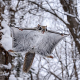 pteromys volans orii flying squirrel japan 202202 10657