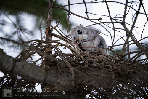 pteromys volans orii flying squirrel japan 202202 03014.jpg