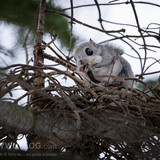 pteromys volans orii flying squirrel japan 202202 03014