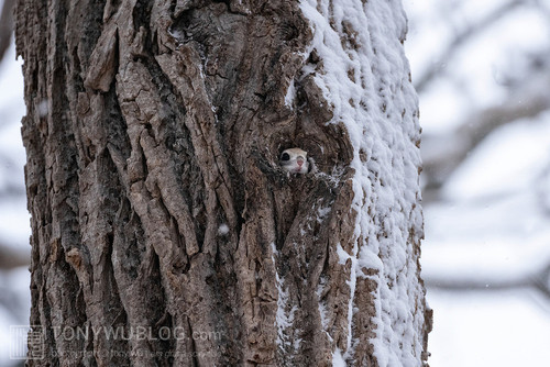 pteromys volans orii flying squirrel japan 202202 18905.jpg
