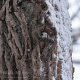 pteromys volans orii flying squirrel japan 202202 18905