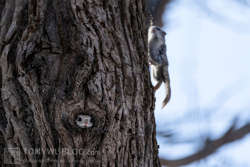 pteromys volans orii flying squirrel japan 202202 20189.jpg