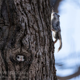 pteromys volans orii flying squirrel japan 202202 20189