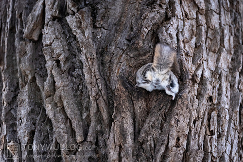 pteromys volans orii flying squirrel japan 202202 19481.jpg