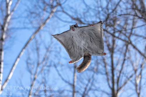pteromys volans orii flying squirrel japan 202202 15977