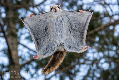 pteromys volans orii flying squirrel japan 202202 13070