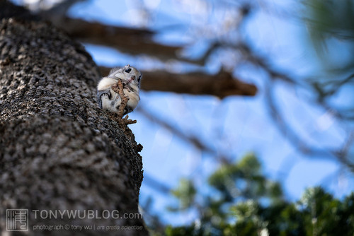 pteromys volans orii flying squirrel japan 202202 01505.jpg