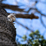 pteromys volans orii flying squirrel japan 202202 01505