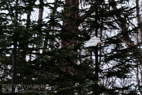 pteromys volans orii flying squirrel japan 202202 08320.jpg