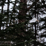 pteromys volans orii flying squirrel japan 202202 08320