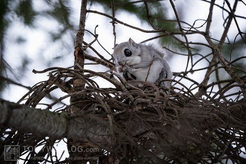 pteromys volans orii flying squirrel japan 202202 03233.jpg