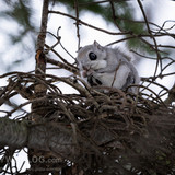 pteromys volans orii flying squirrel japan 202202 03233