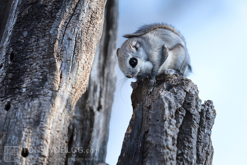 pteromys volans orii flying squirrel japan 202103 1882.jpg
