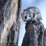 pteromys volans orii flying squirrel japan 202103 1882