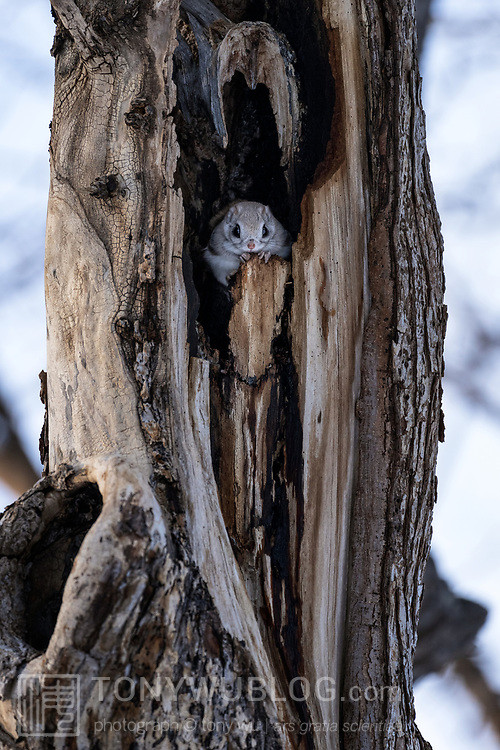 pteromys volans orii flying squirrel japan 202202 18864.jpg