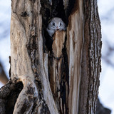 pteromys volans orii flying squirrel japan 202202 18864