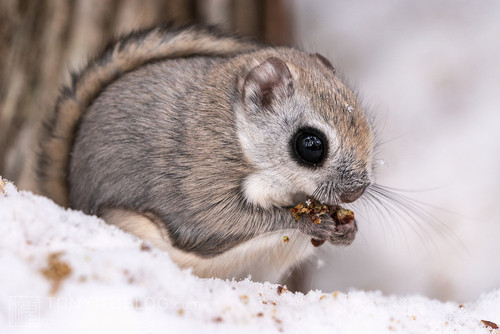 pteromys volans orii flying squirrel japan 202202 07248.jpg