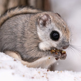pteromys volans orii flying squirrel japan 202202 07248