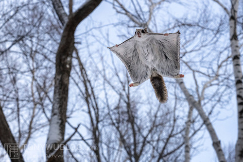 pteromys volans orii flying squirrel japan 202202 13088.jpg
