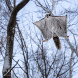 pteromys volans orii flying squirrel japan 202202 13088
