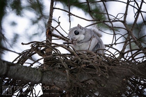 pteromys volans orii flying squirrel japan 202202 03195.jpg