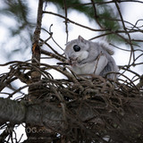 pteromys volans orii flying squirrel japan 202202 03195