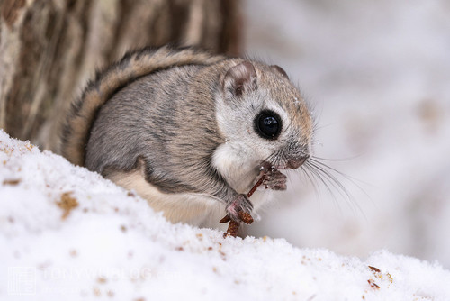 pteromys volans orii flying squirrel japan 202202 07196.jpg
