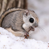 pteromys volans orii flying squirrel japan 202202 07196