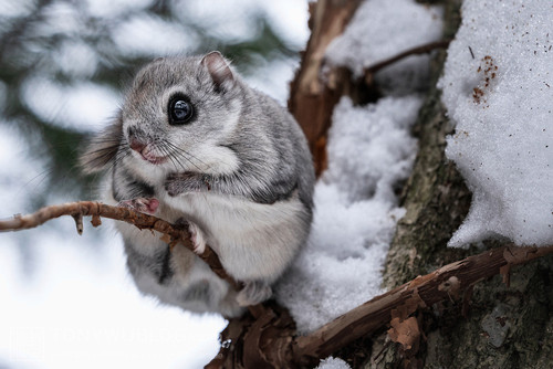 pteromys volans orii flying squirrel japan 202202 07382