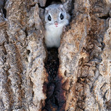 pteromys volans orii flying squirrel urinating japan 202103 4150.jpg