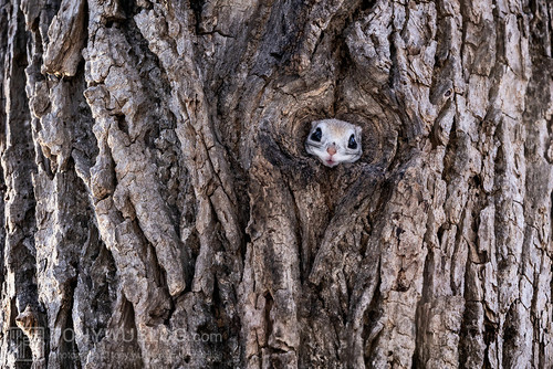 pteromys volans orii flying squirrel japan 202202 07755.jpg