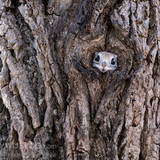 pteromys volans orii flying squirrel japan 202202 07755