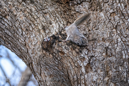 pteromys volans orii flying squirrel japan 202202 18642.jpg