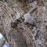 pteromys volans orii flying squirrel japan 202202 18642