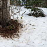 pteromys volans orii defecation panorama japan 202103 4652
