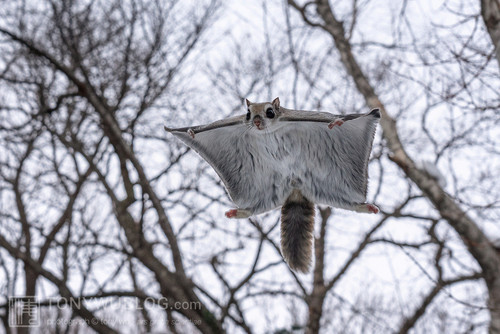 pteromys volans orii flying squirrel japan 202202 14566.jpg