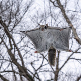 pteromys volans orii flying squirrel japan 202202 14566