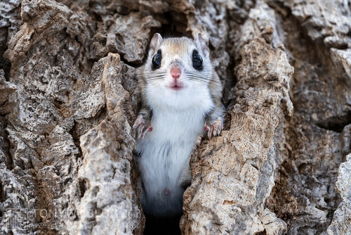 pteromys volans orii flying squirrel japan 202202 01939.jpg