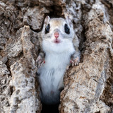 pteromys volans orii flying squirrel japan 202202 01939