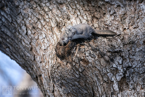 pteromys volans orii flying squirrel japan 202202 18678.jpg