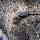 pteromys volans orii flying squirrel japan 202202 18678